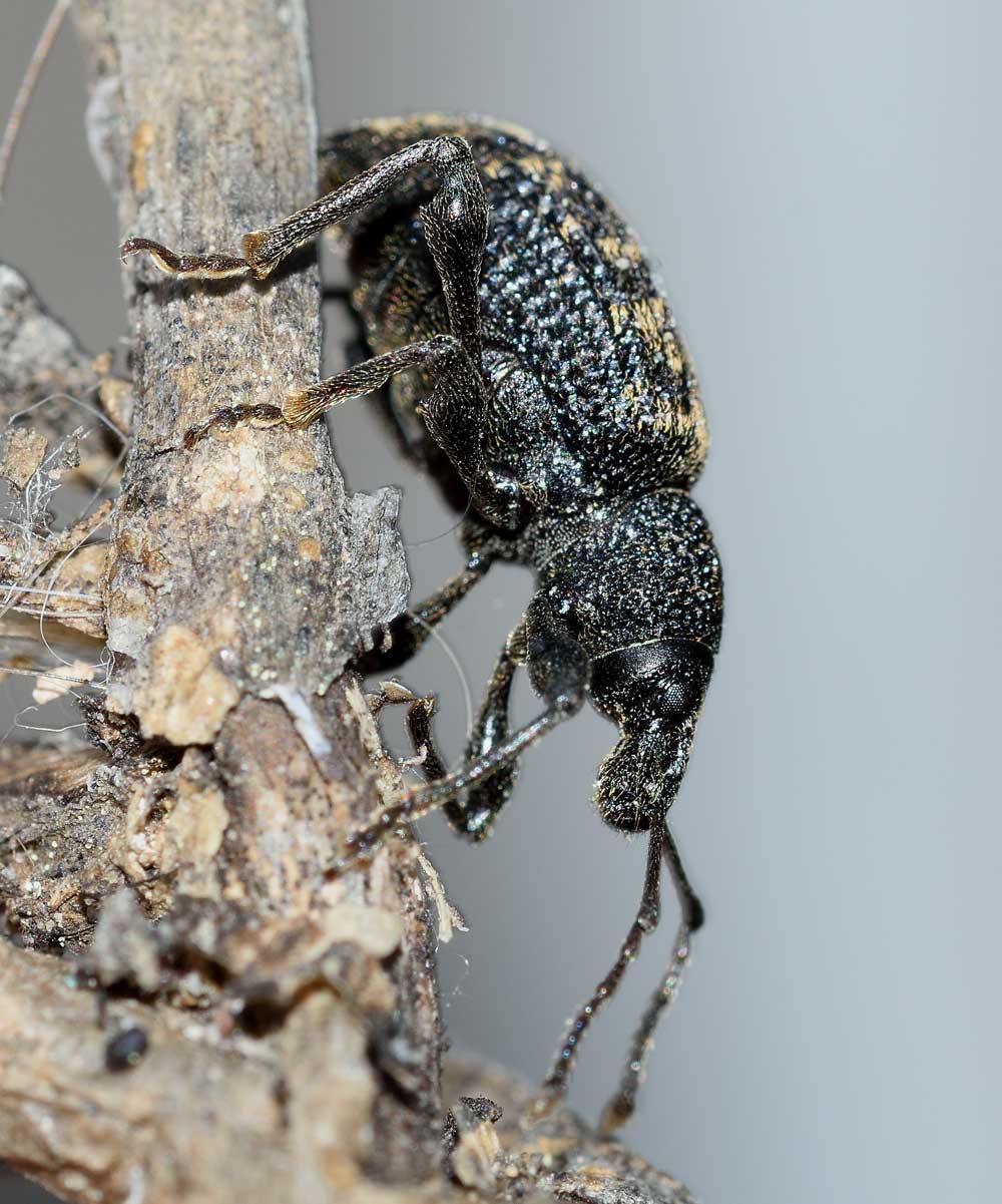 Otiorhynchus (Dorymerus) sulcatus, Curculionidae