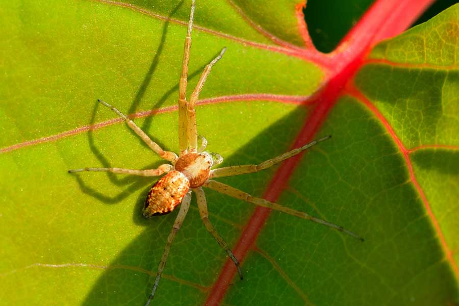 Philodromus sp. - Novara