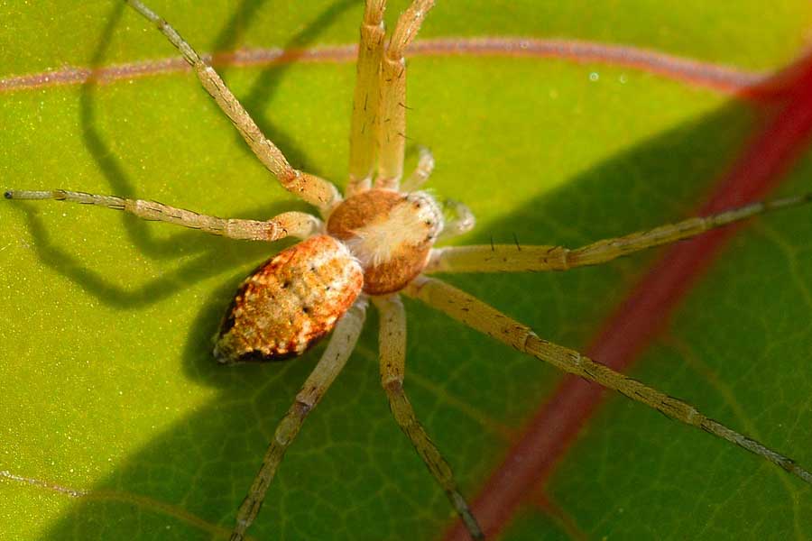 Philodromus sp. - Novara