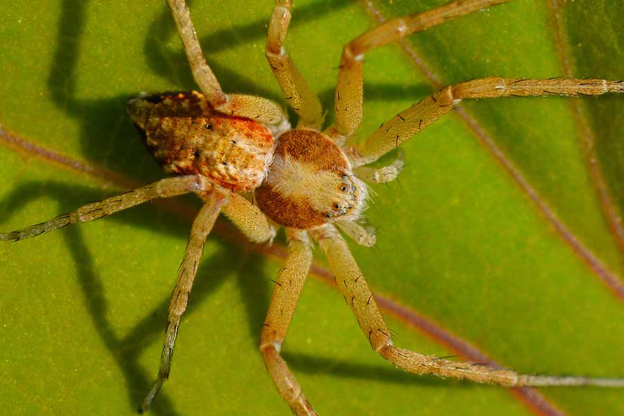 Philodromus sp. - Novara