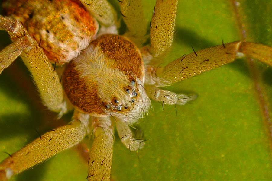 Philodromus sp. - Novara