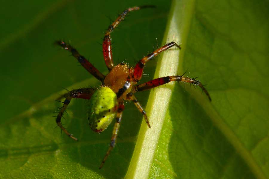 Araniella sp. un maschio - Novara (NO)