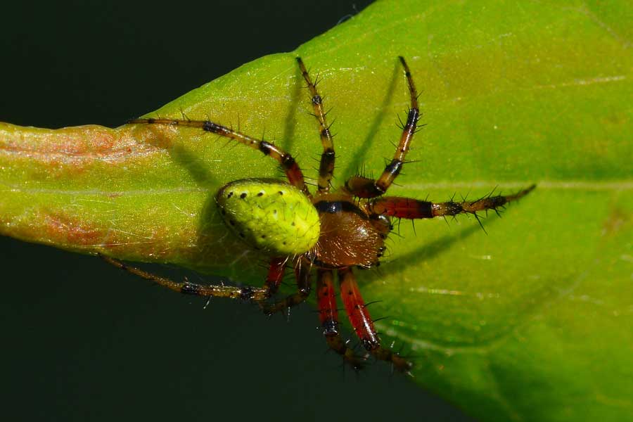 Araniella sp. un maschio - Novara (NO)