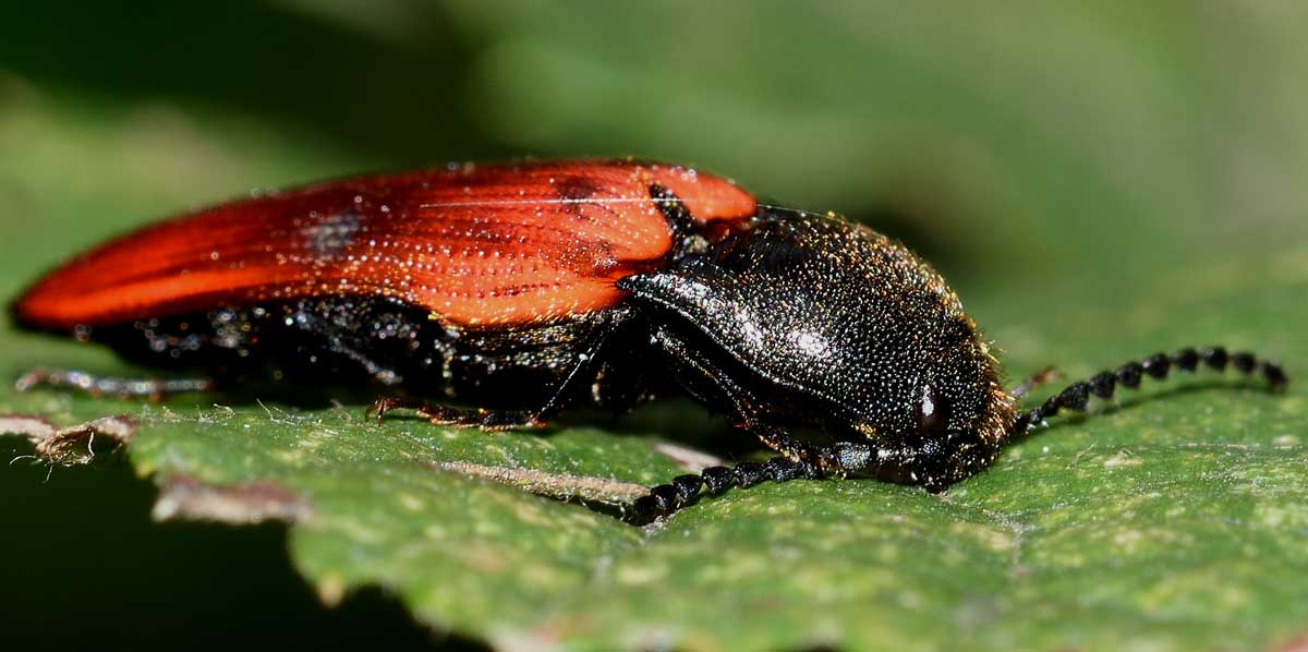 Ampedus cinnaberinus (cf.), Elateridae