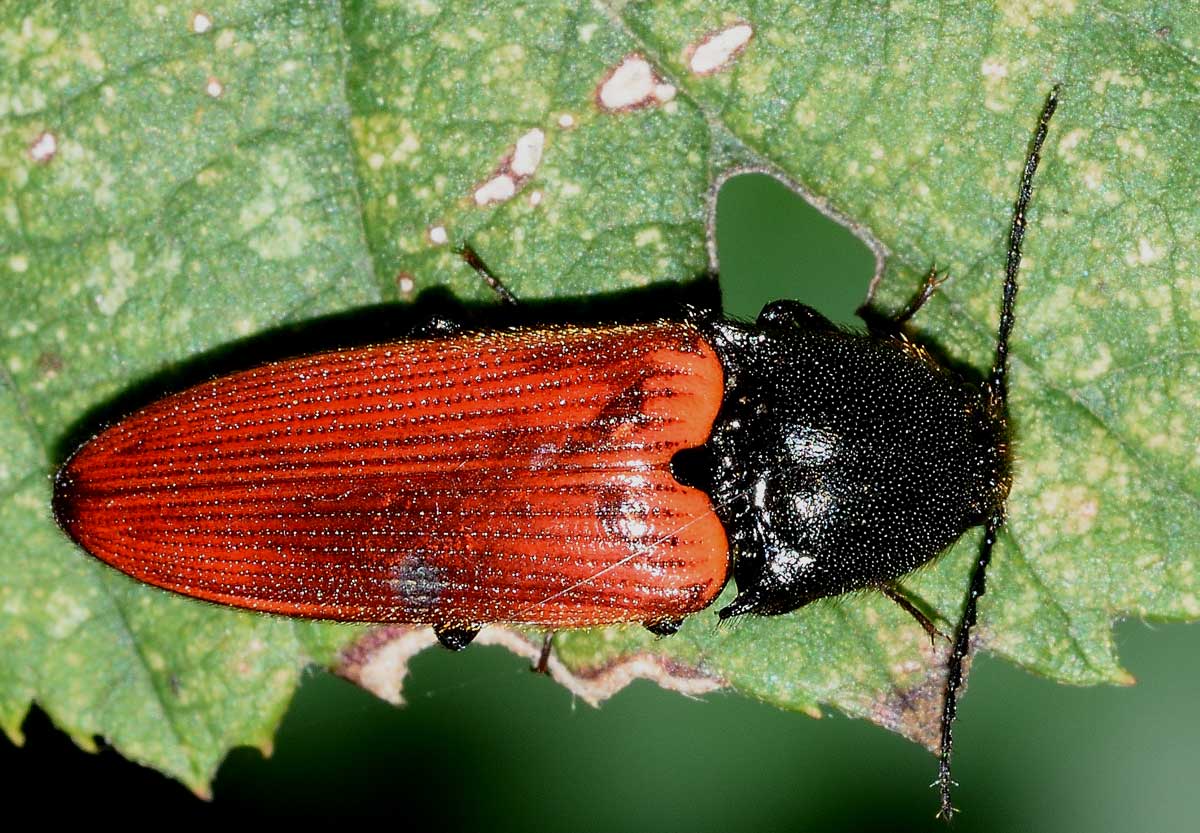 Ampedus cinnaberinus (cf.), Elateridae