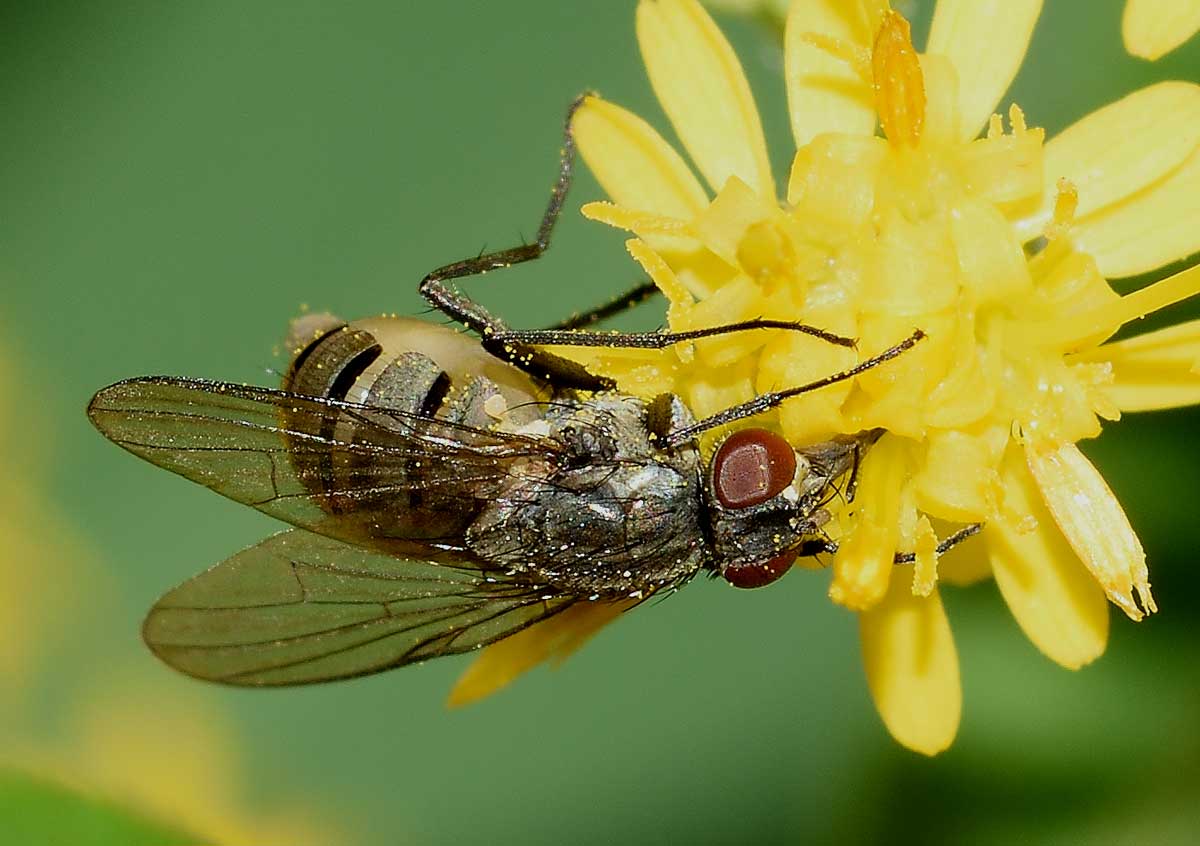 Limnophora cf. triangula  (Muscidae)