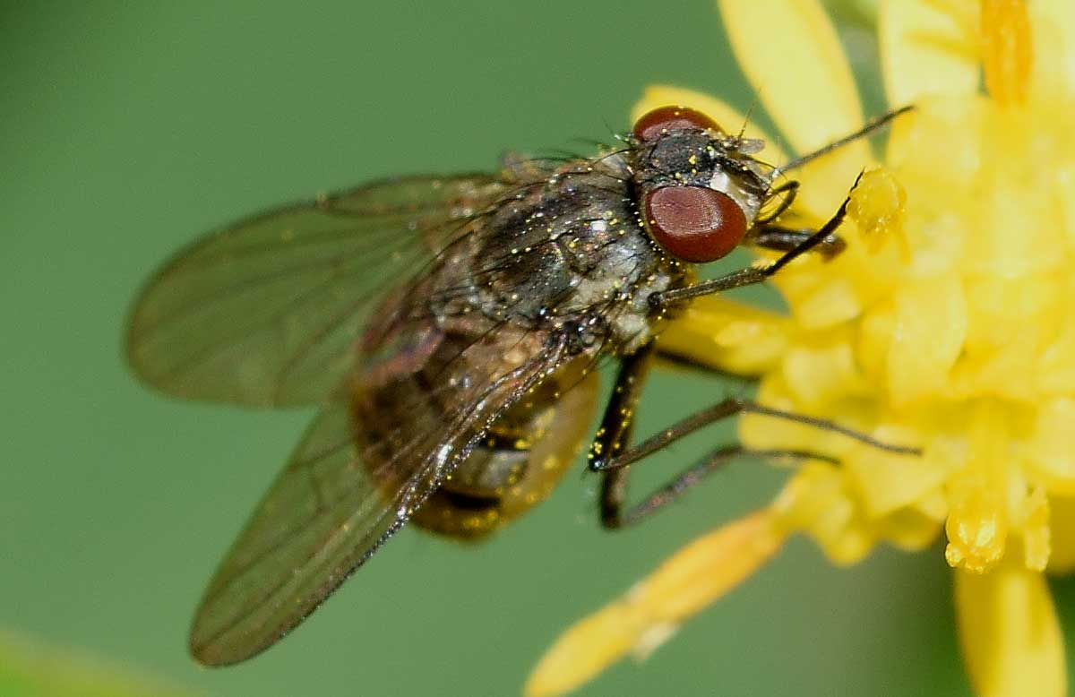 Limnophora cf. triangula  (Muscidae)