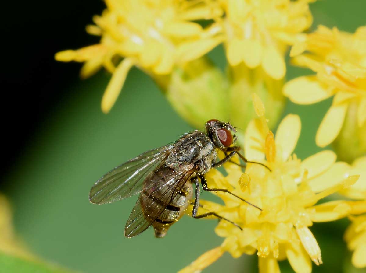 Limnophora cf. triangula  (Muscidae)