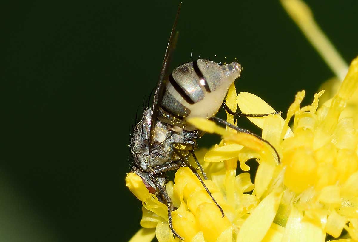 Limnophora cf. triangula  (Muscidae)