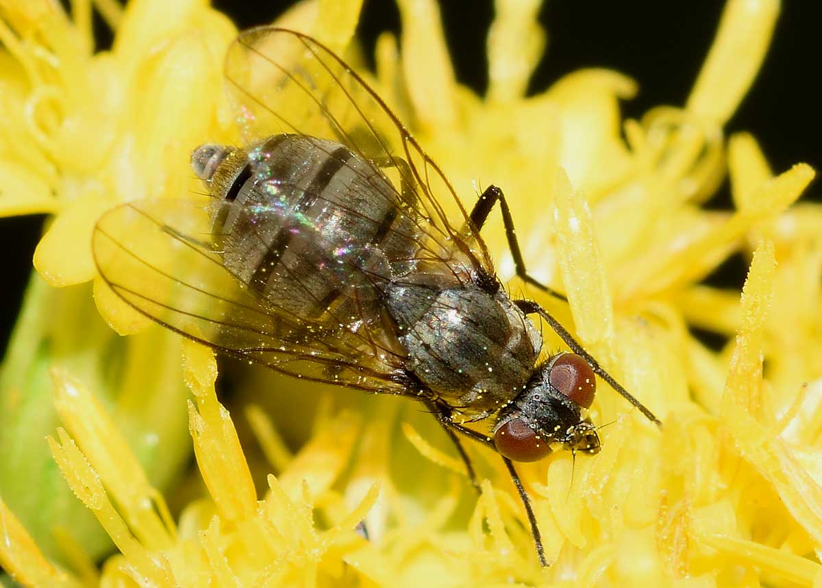 Limnophora cf. triangula  (Muscidae)