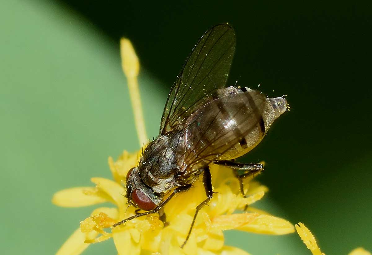 Limnophora cf. triangula  (Muscidae)