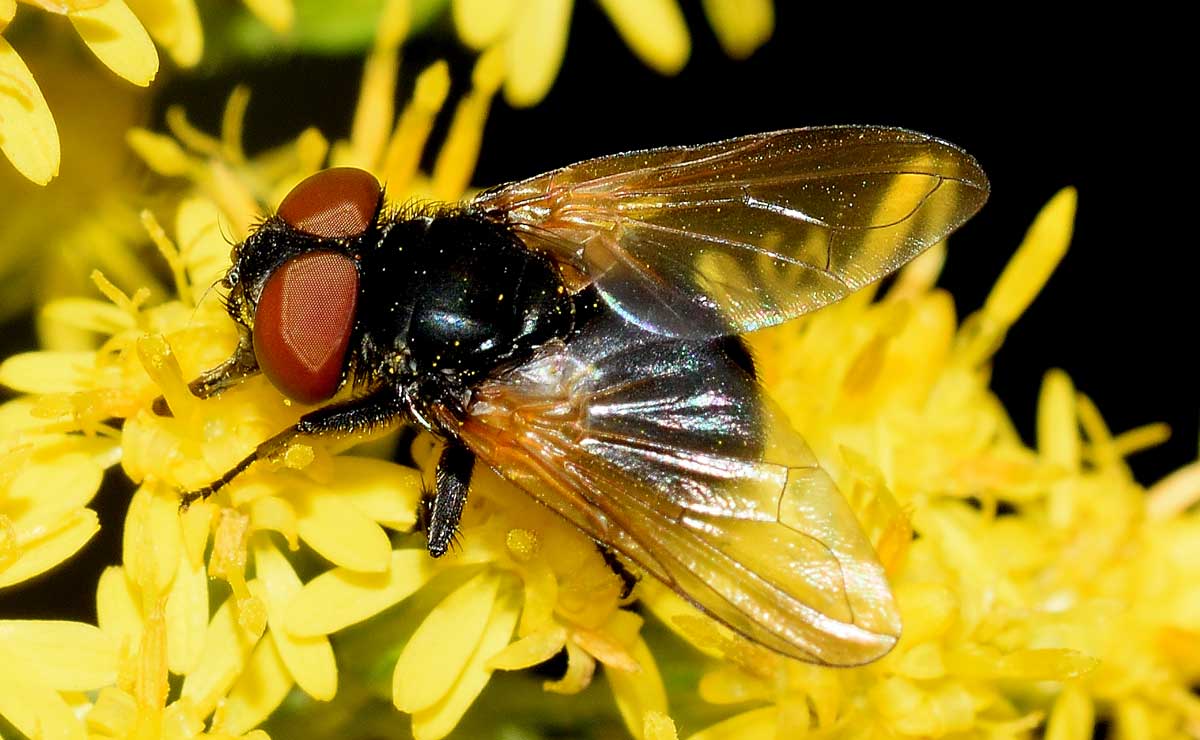 Phasia sp. (Tachinidae)
