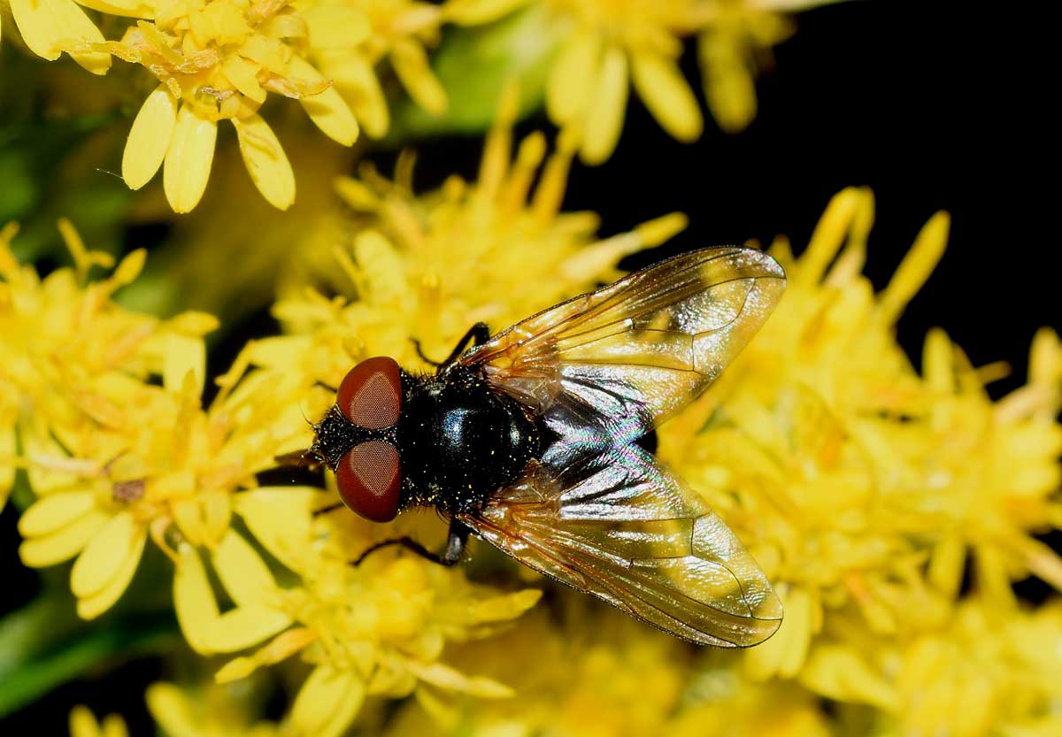 Phasia sp. (Tachinidae)