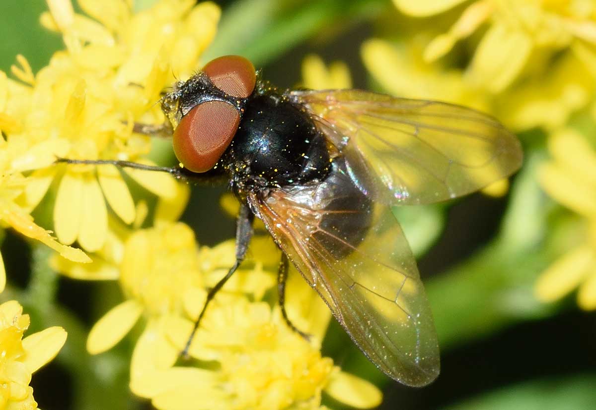 Phasia sp. (Tachinidae)