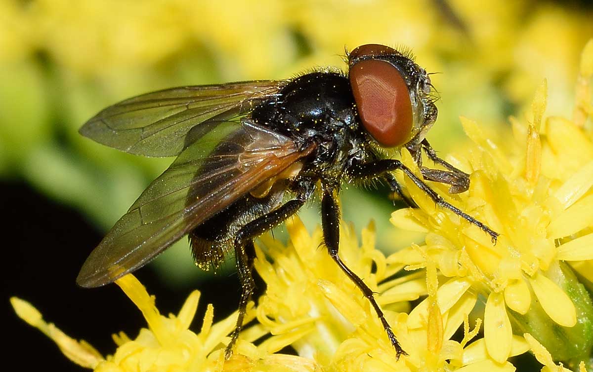 Phasia sp. (Tachinidae)