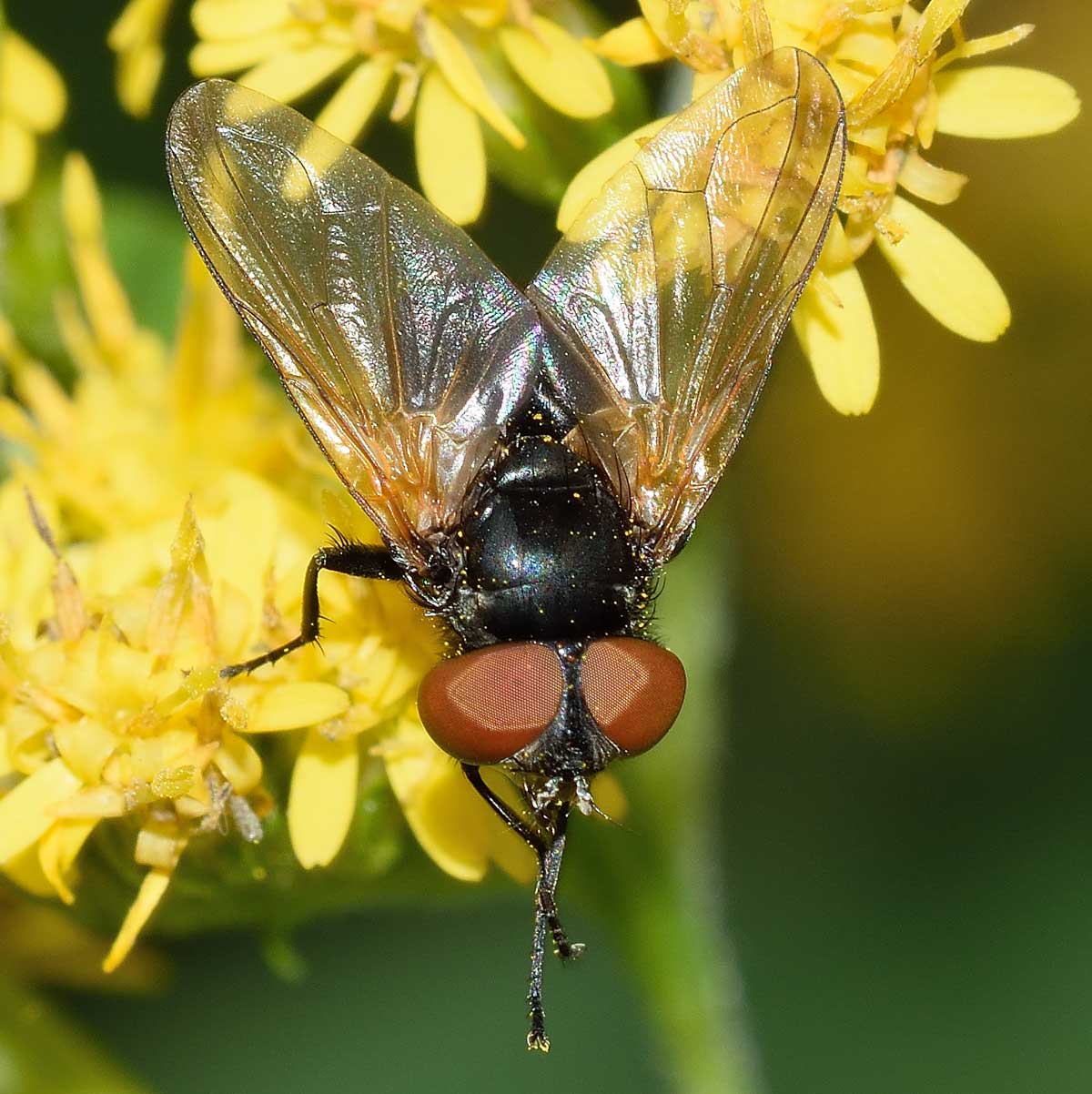 Phasia sp. (Tachinidae)