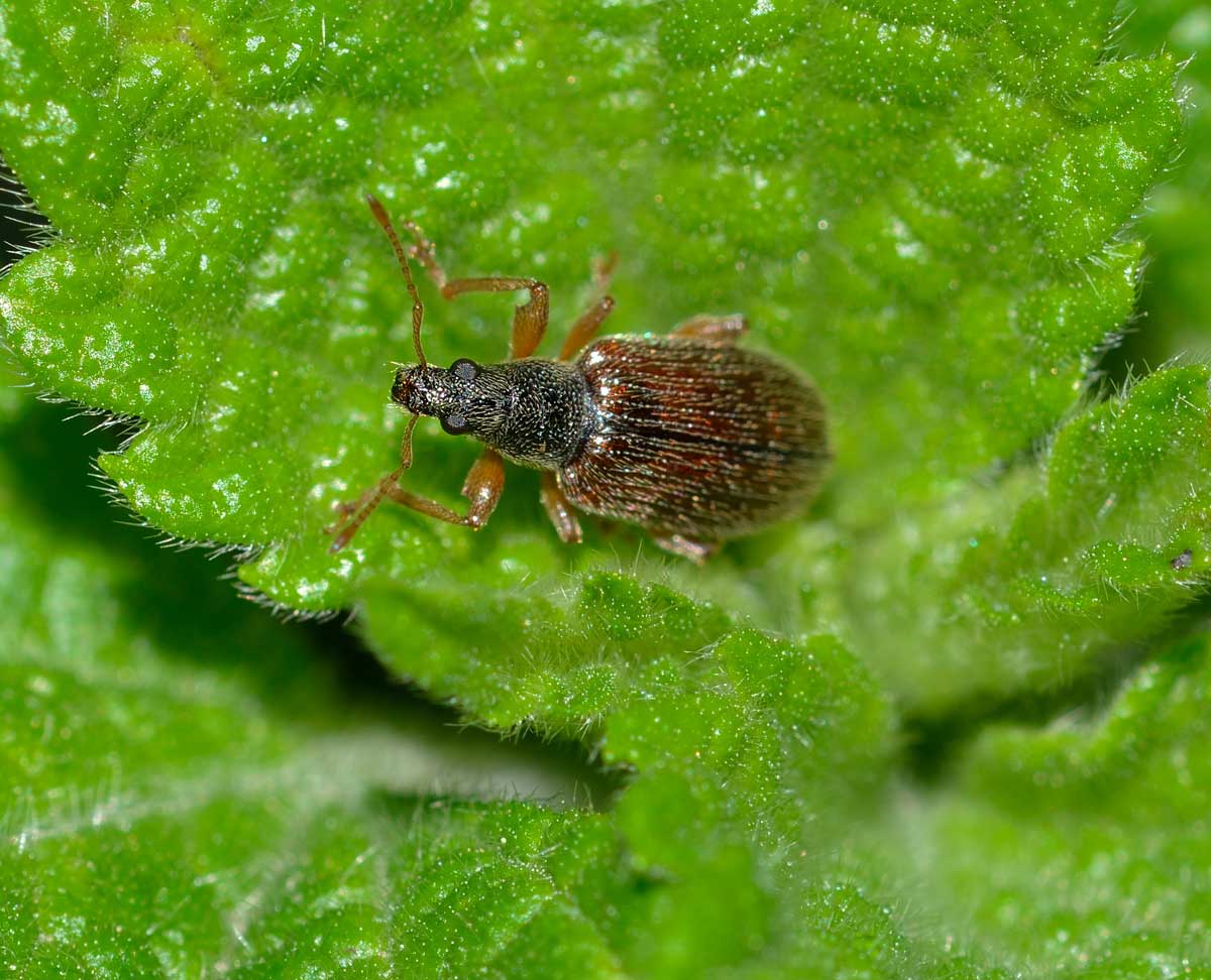 Phyllobius oblongus, Curculionidae