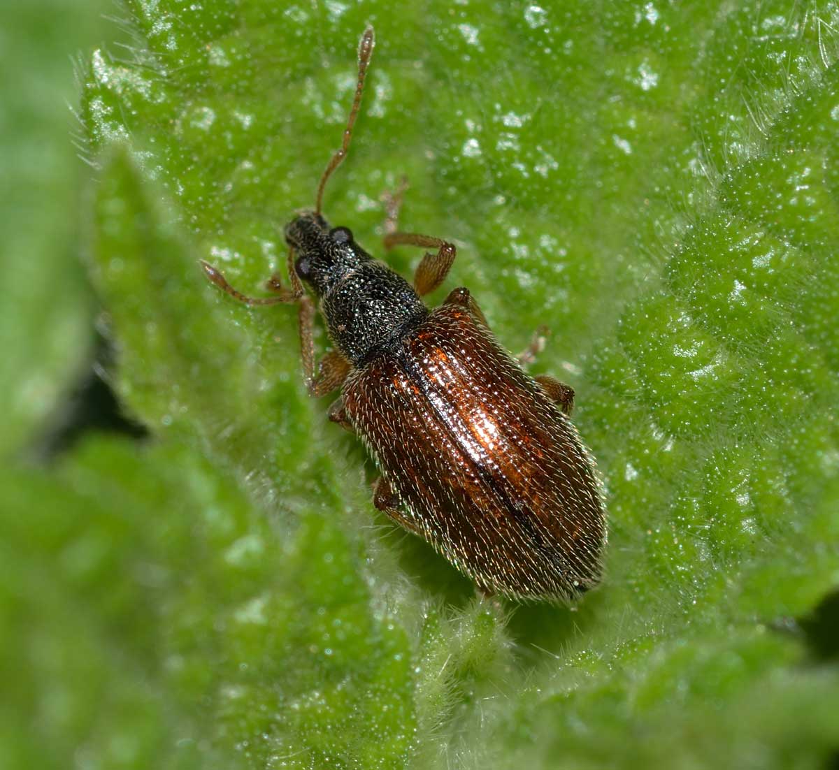 Phyllobius oblongus, Curculionidae
