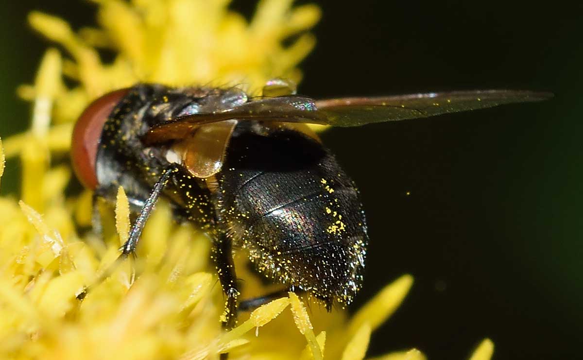 Phasia sp. (Tachinidae)