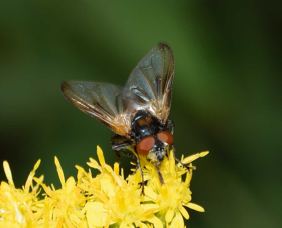 Phasia cf. aurulans (Tachinidae)