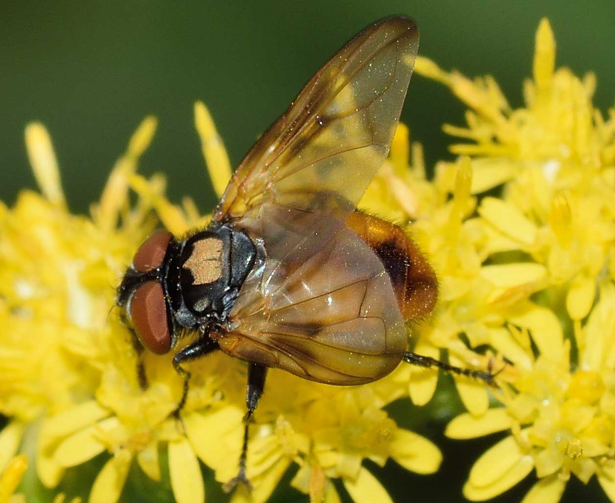 Phasia cf. aurulans (Tachinidae)