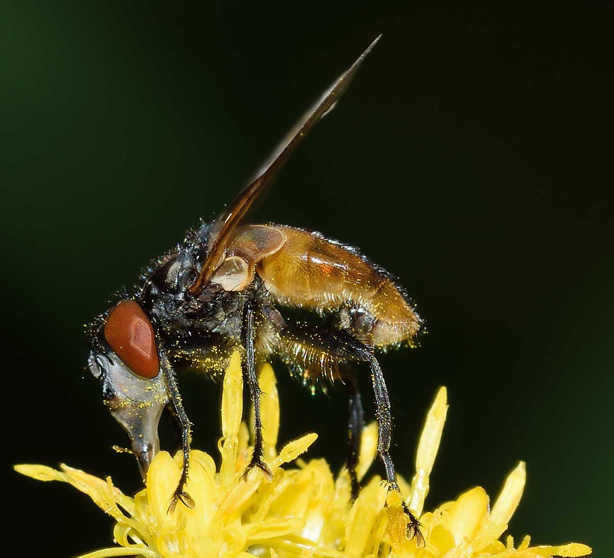 Phasia cf. aurulans (Tachinidae)