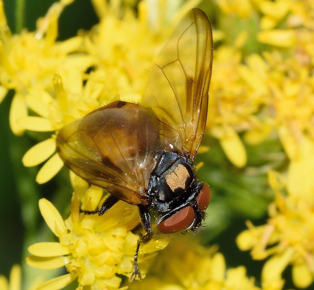 Phasia cf. aurulans (Tachinidae)