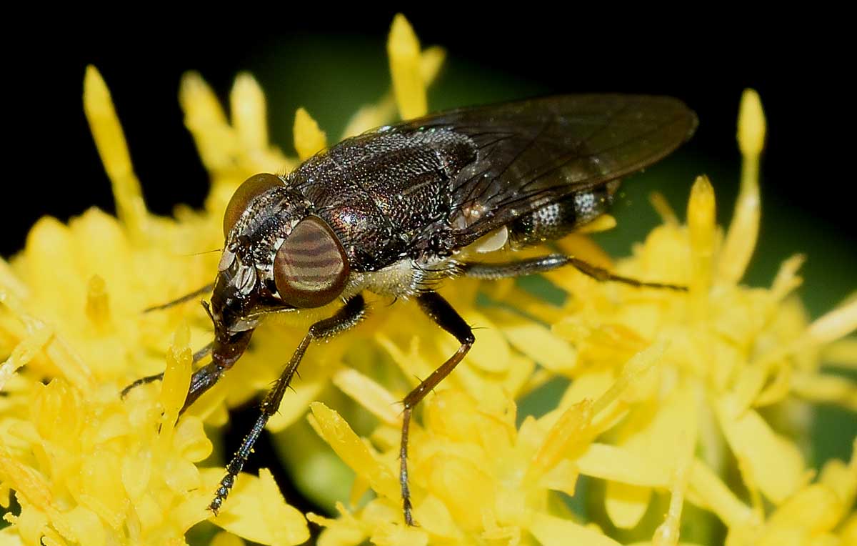 Stomorhina lunata femmina (Calliphoridae)