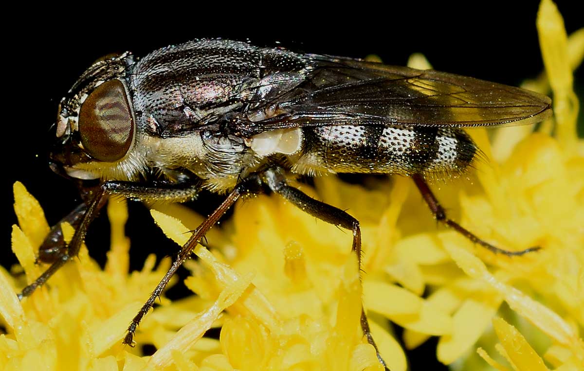 Stomorhina lunata femmina (Calliphoridae)