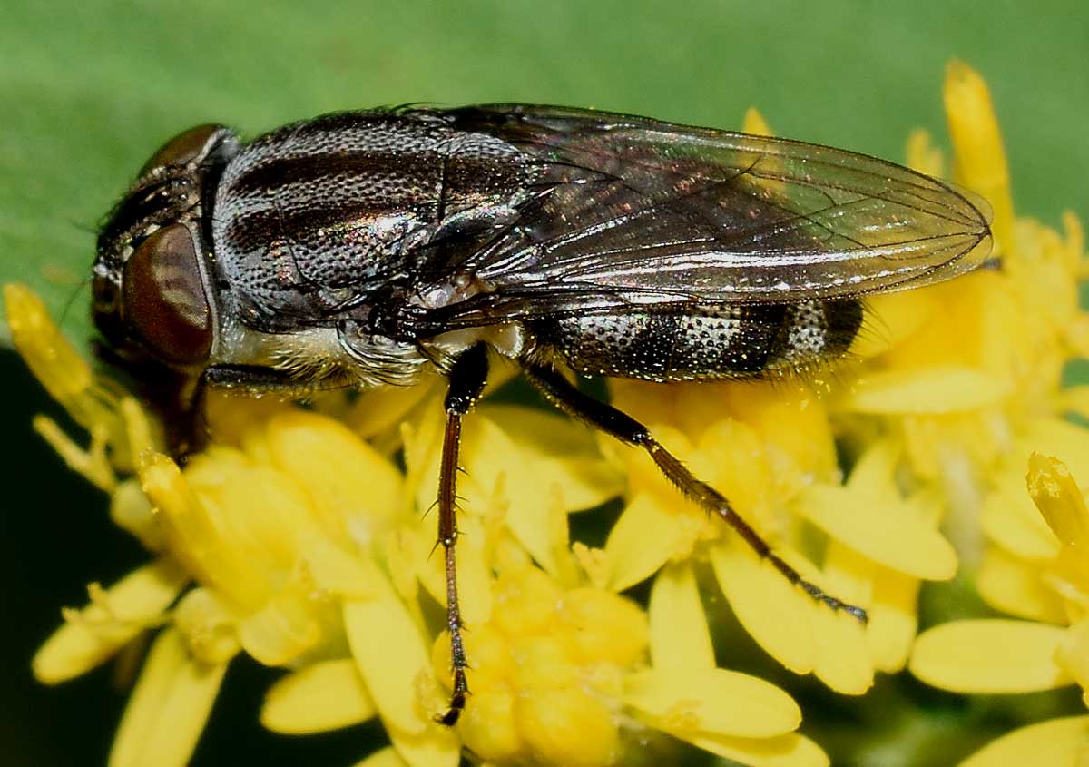 Stomorhina lunata femmina (Calliphoridae)