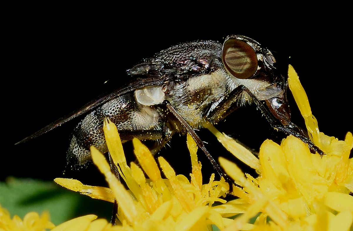 Stomorhina lunata femmina (Calliphoridae)