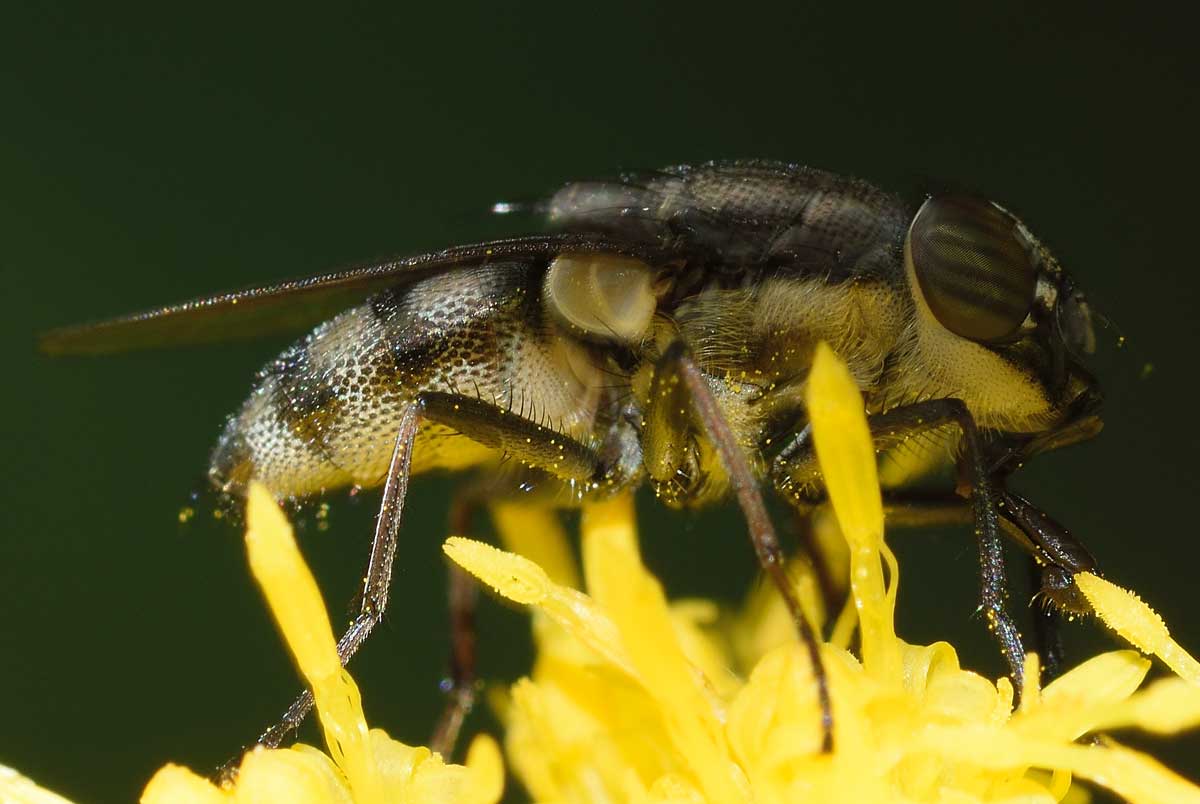 Stomorhina lunata femmina (Calliphoridae)