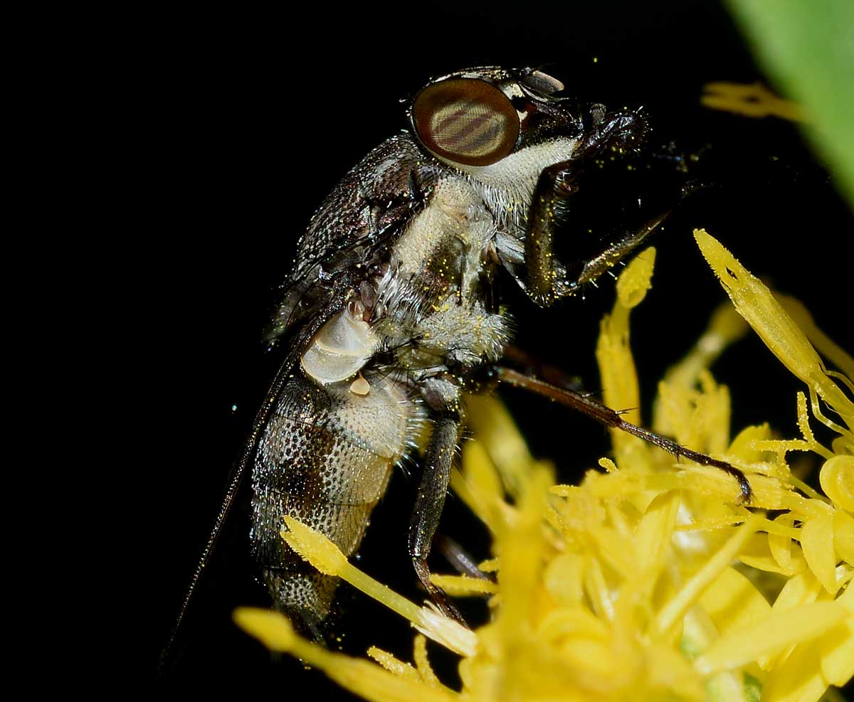 Stomorhina lunata femmina (Calliphoridae)
