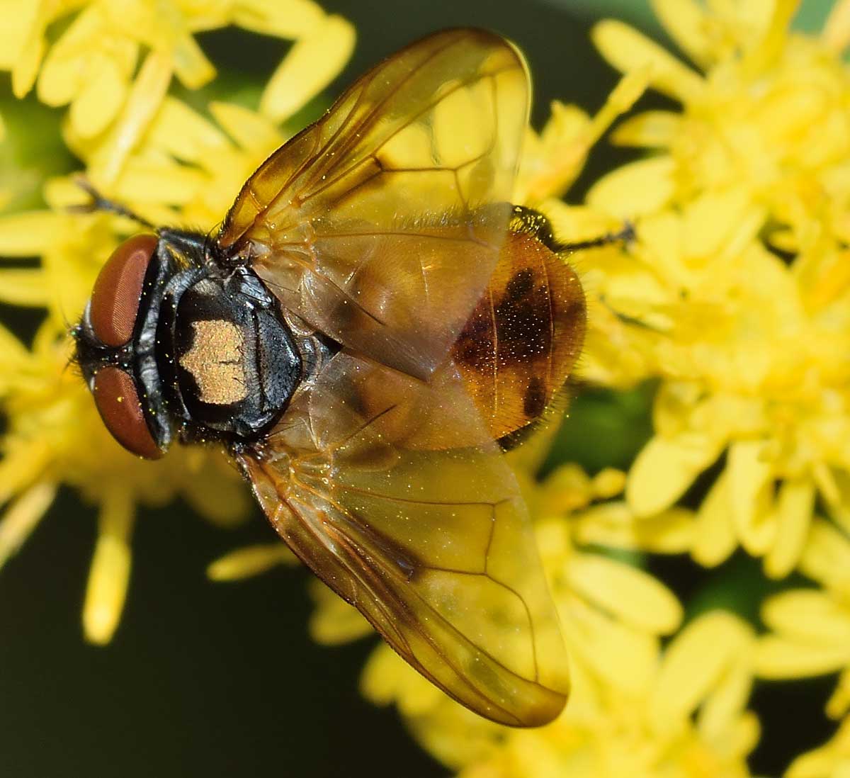 Phasia cf. aurulans (Tachinidae)