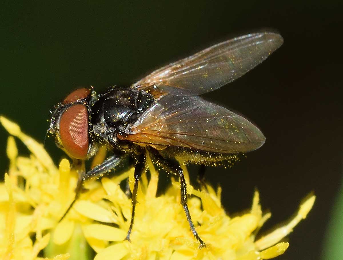 Phasia sp. (Tachinidae)
