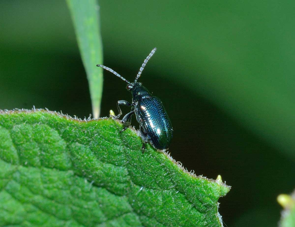 Lema cyanella, Chrysomelidae