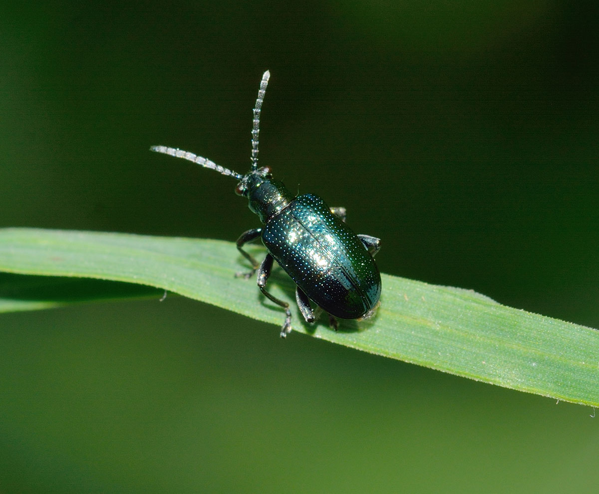 Lema cyanella, Chrysomelidae