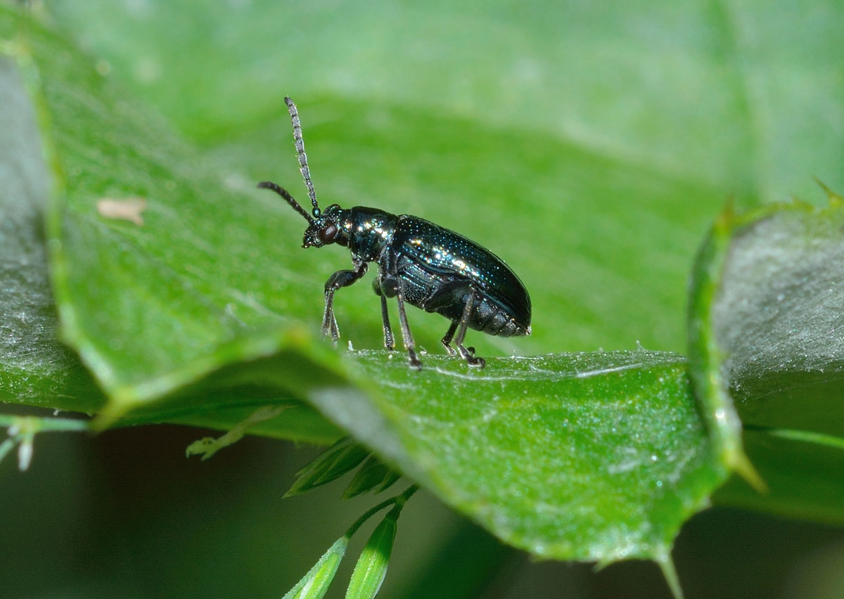 Lema cyanella, Chrysomelidae