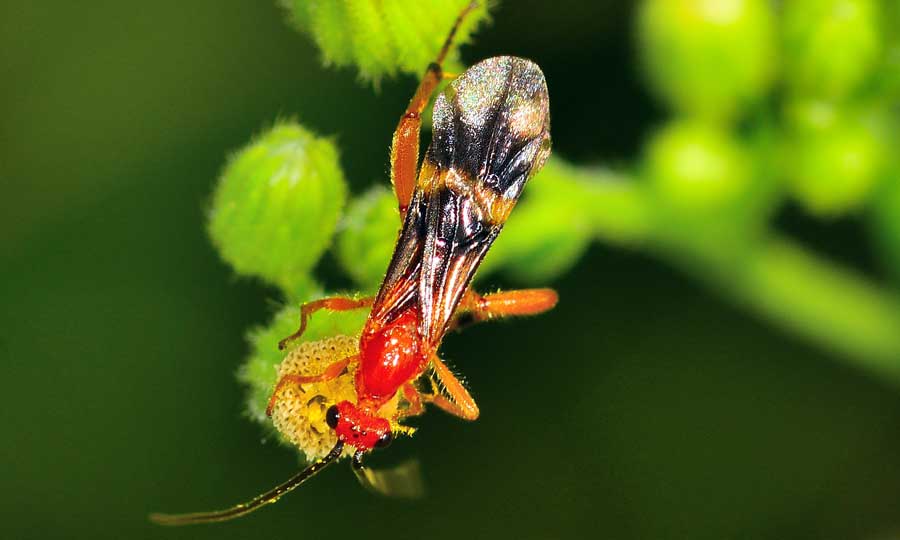 Braconidae