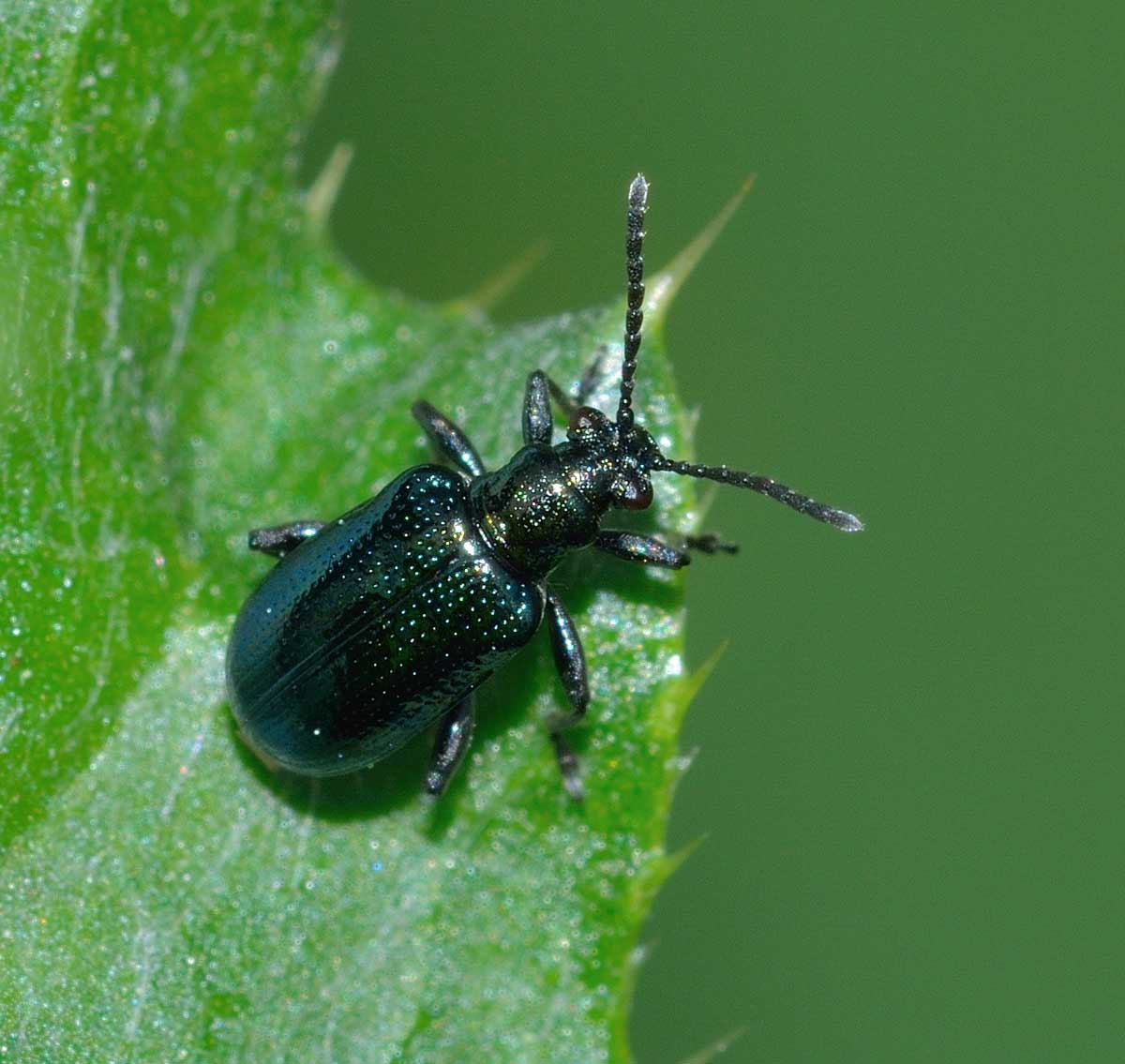 Lema cyanella, Chrysomelidae