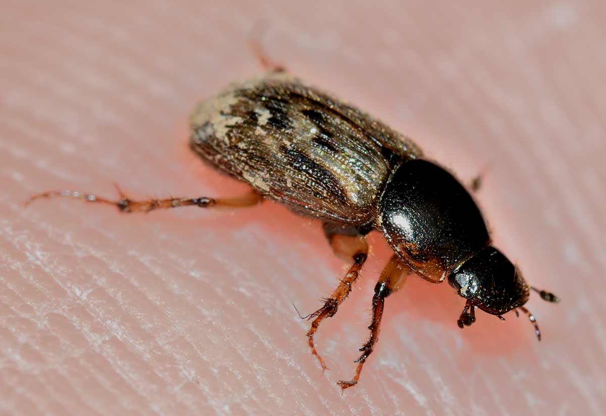 Nimbus contaminatus, Aphodiidae