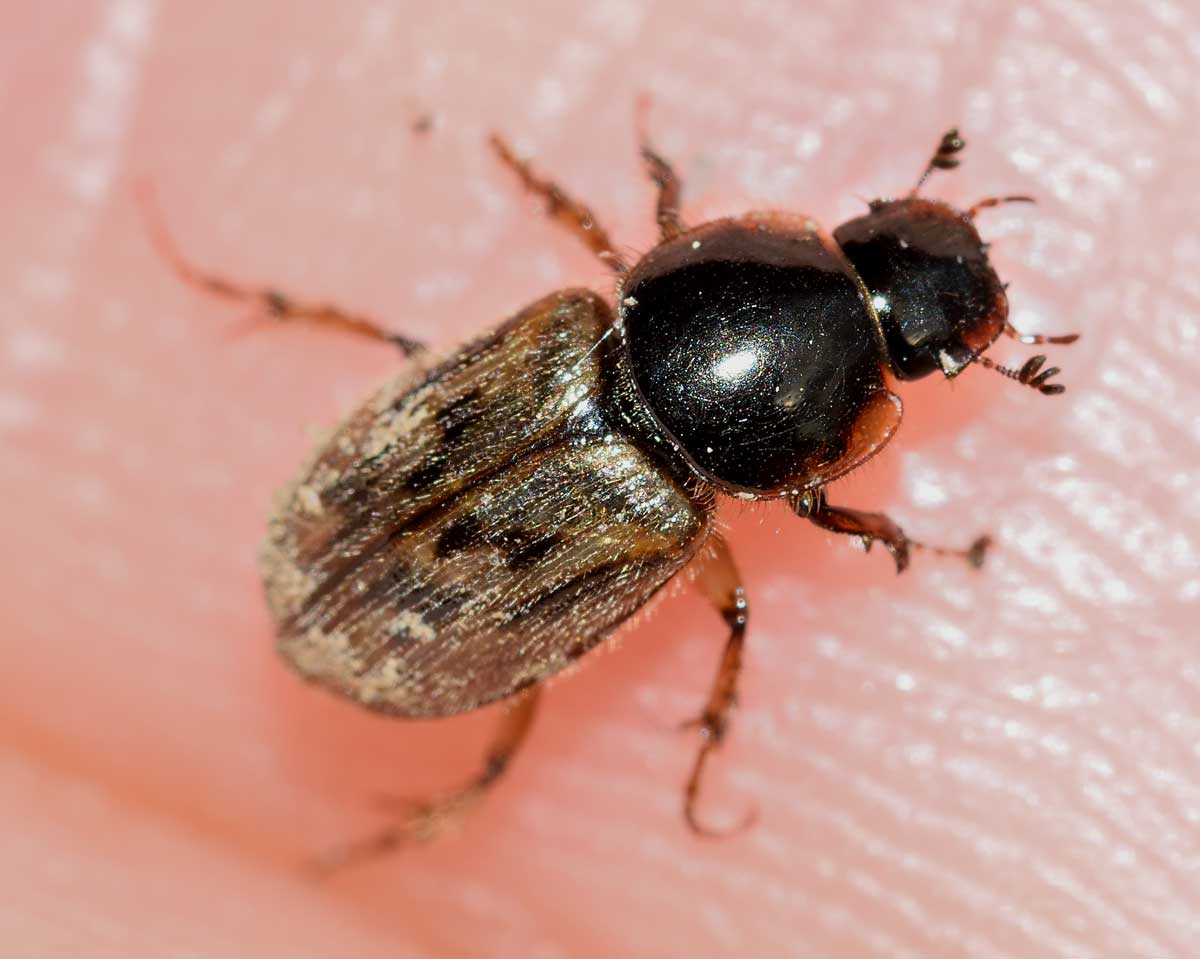 Nimbus contaminatus, Aphodiidae