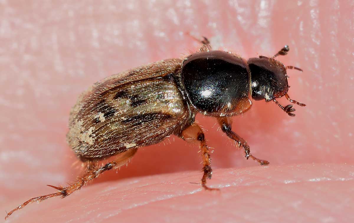 Nimbus contaminatus, Aphodiidae