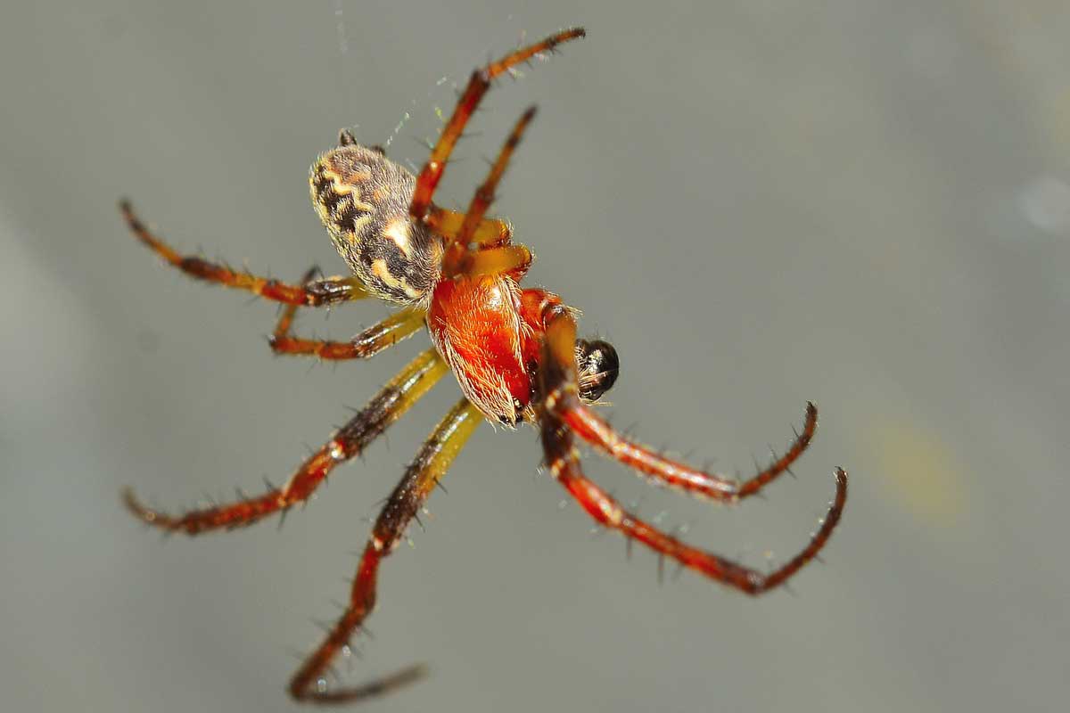 Larinioides sp. un maschio - Novara