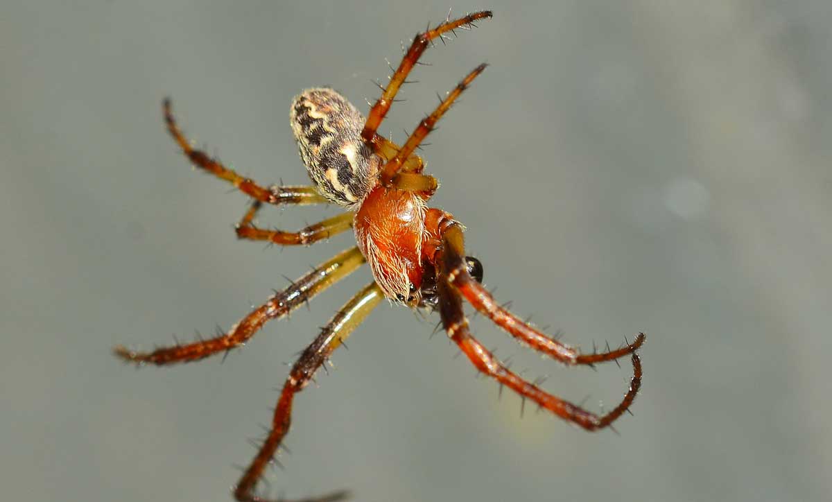 Larinioides sp. un maschio - Novara