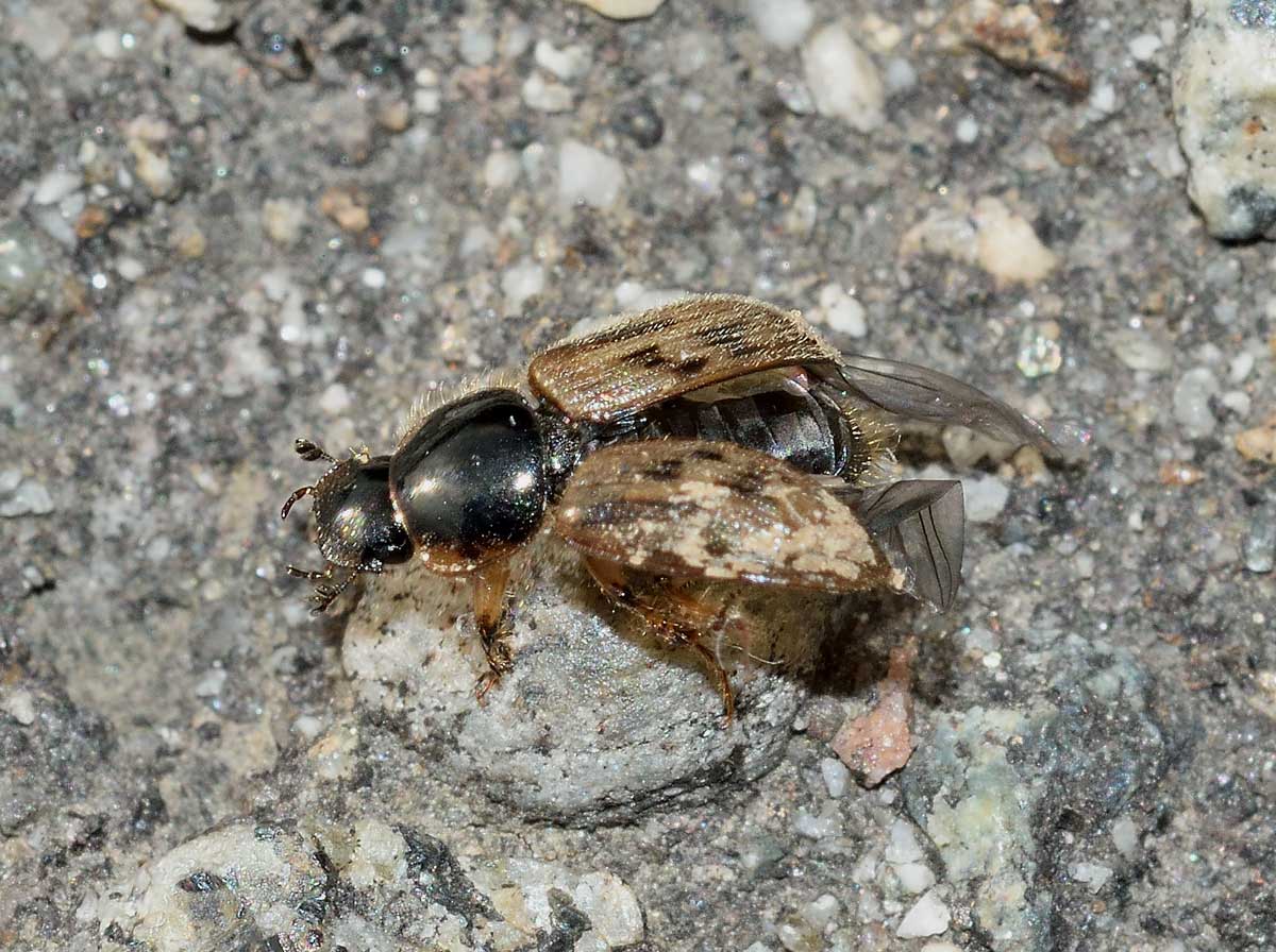 Nimbus contaminatus, Aphodiidae