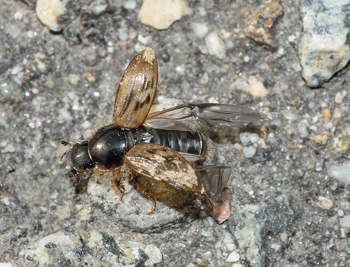 Nimbus contaminatus, Aphodiidae