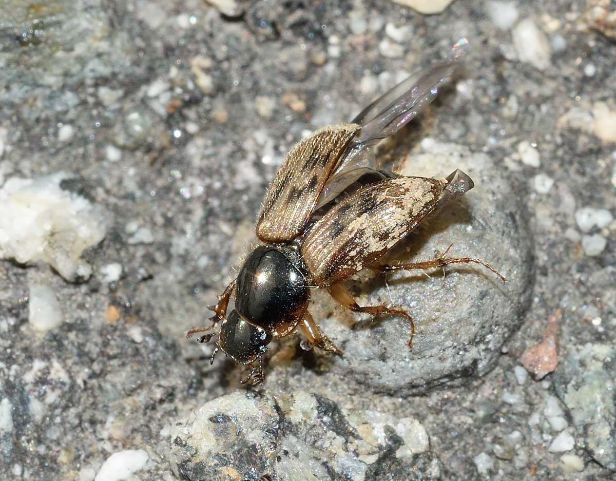 Nimbus contaminatus, Aphodiidae