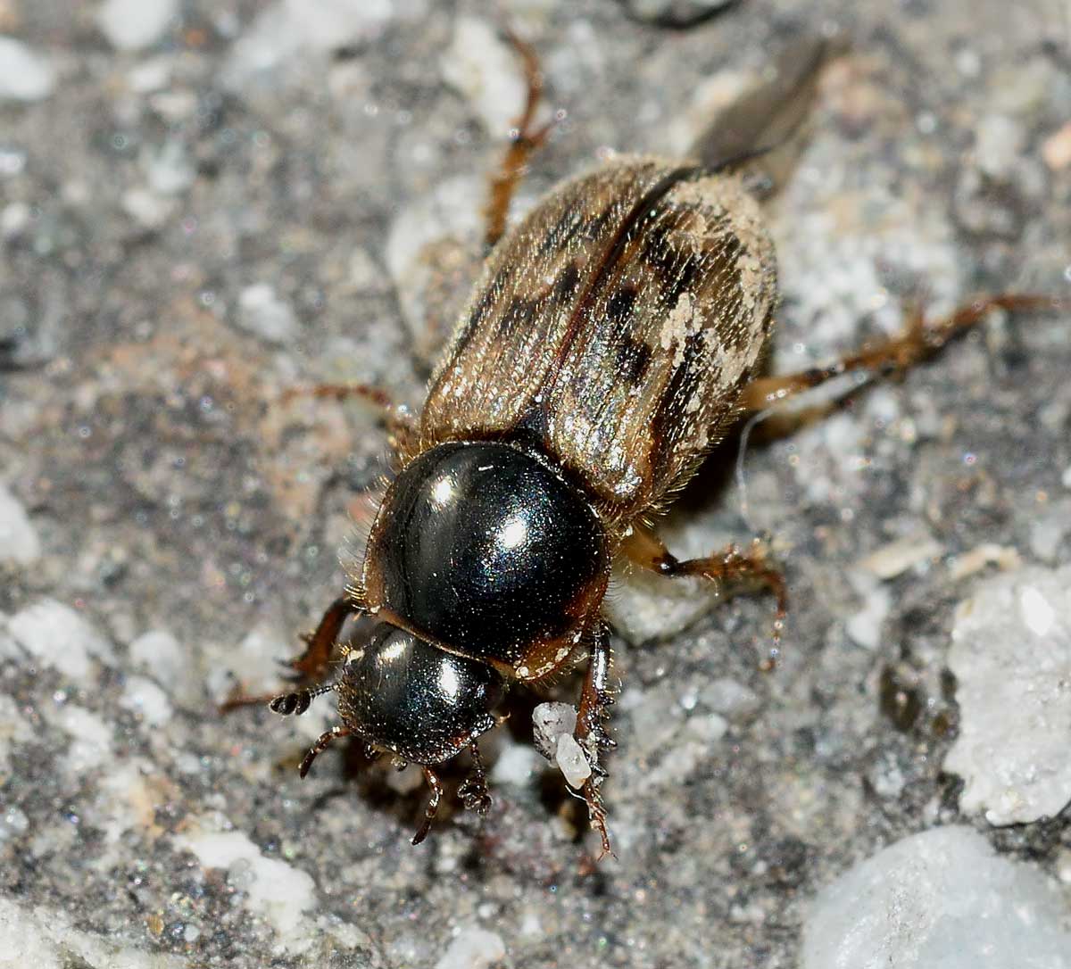 Nimbus contaminatus, Aphodiidae