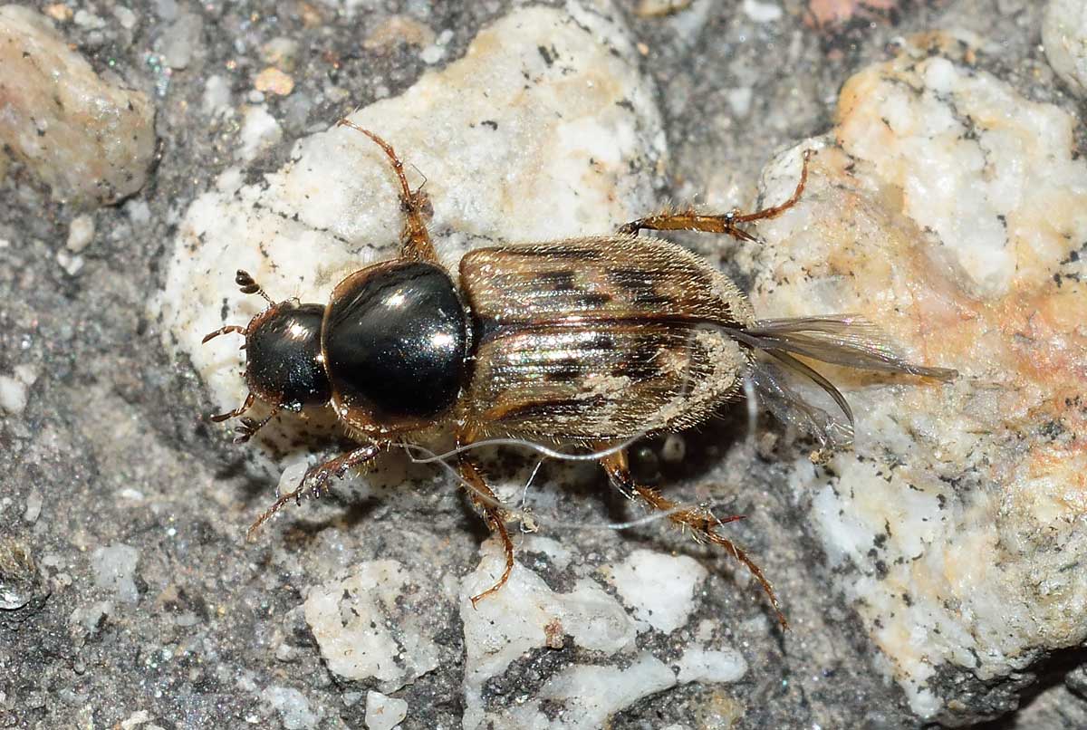 Nimbus contaminatus, Aphodiidae